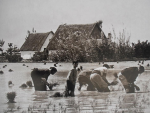 Figura 2. Arroceros trasplantando a mano el arroz en la Albufera de Valencia.