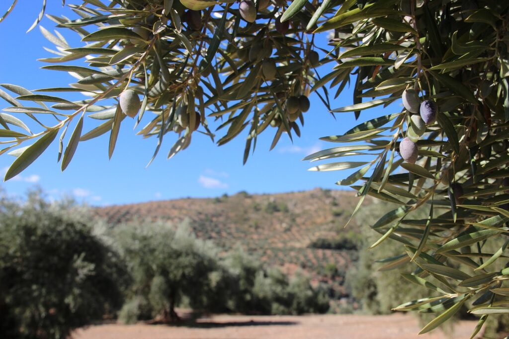 Aceitunas España Olivo Plantación